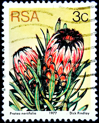  1977  . Oleanderleaf protea (Protea neriifolia) .